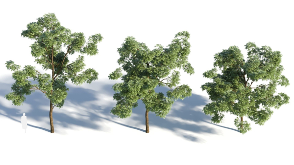 Sophora japonica tree b