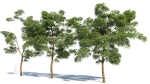 Sophora japonica tree b