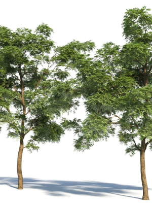sophora-japonica-tree-b-3d-model-3e37490953