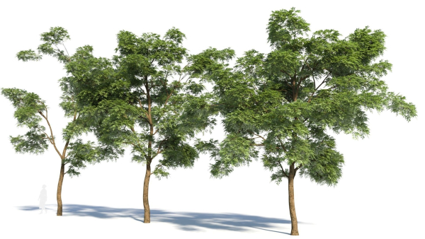 Sophora japonica tree b