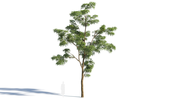 Sophora japonica tree b