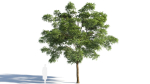 Sophora japonica tree b