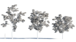 Sophora japonica tree b