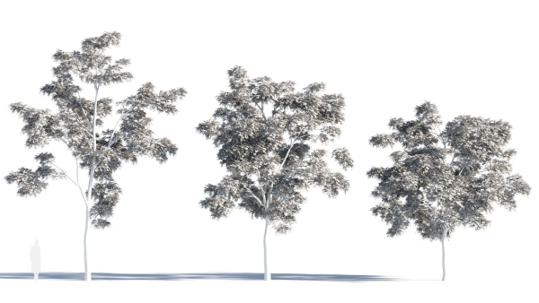 Sophora japonica tree b