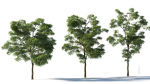 Sophora japonica tree b