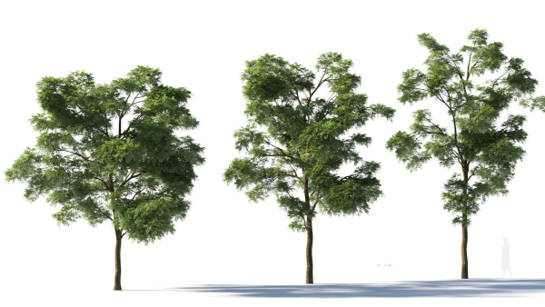 Sophora japonica tree b