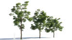 Sophora japonica tree b