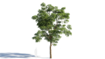 Sophora japonica tree b