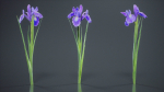 Spanish Iris Small Bulbous Rooted Iris Iris Xiphium