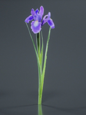 Spanish Iris Small Bulbous Rooted Iris Iris Xiphium