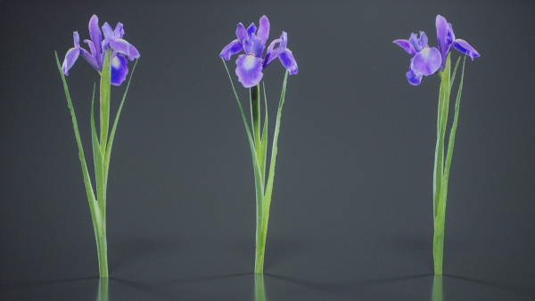 Spanish Iris Small Bulbous Rooted Iris Iris Xiphium