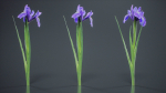 Spanish Iris Small Bulbous Rooted Iris Iris Xiphium