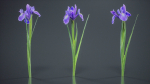 Spanish Iris Small Bulbous Rooted Iris Iris Xiphium