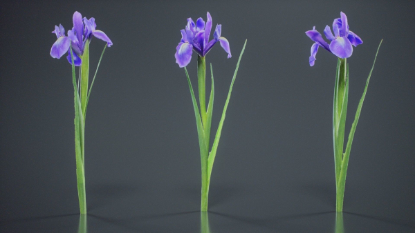 Spanish Iris Small Bulbous Rooted Iris Iris Xiphium