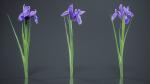 Spanish Iris Small Bulbous Rooted Iris Iris Xiphium