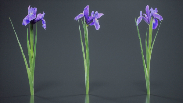 Spanish Iris Small Bulbous Rooted Iris Iris Xiphium