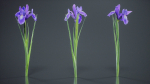 Spanish Iris Small Bulbous Rooted Iris Iris Xiphium