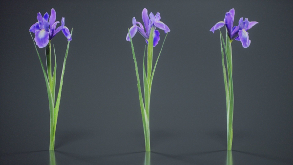 Spanish Iris Small Bulbous Rooted Iris Iris Xiphium