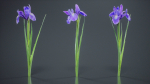 Spanish Iris Small Bulbous Rooted Iris Iris Xiphium