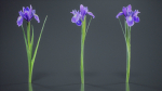 Spanish Iris Small Bulbous Rooted Iris Iris Xiphium