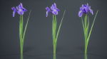Spanish Iris Small Bulbous Rooted Iris Iris Xiphium