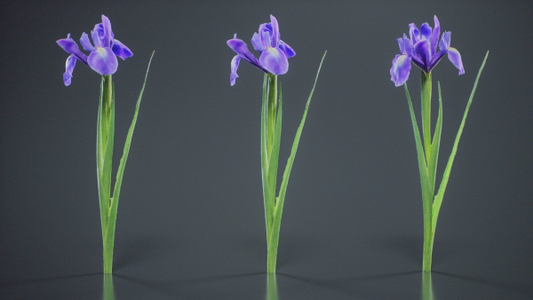 Spanish Iris Small Bulbous Rooted Iris Iris Xiphium