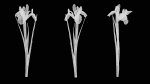 Spanish Iris Small Bulbous Rooted Iris Iris Xiphium