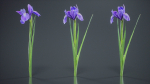 Spanish Iris Small Bulbous Rooted Iris Iris Xiphium