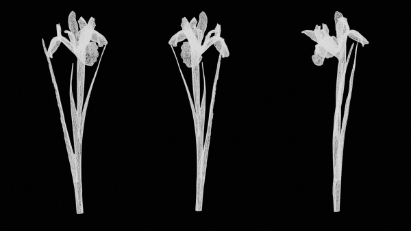 Spanish Iris Small Bulbous Rooted Iris Iris Xiphium