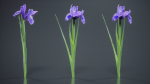 Spanish Iris Small Bulbous Rooted Iris Iris Xiphium