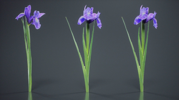 Spanish Iris Small Bulbous Rooted Iris Iris Xiphium