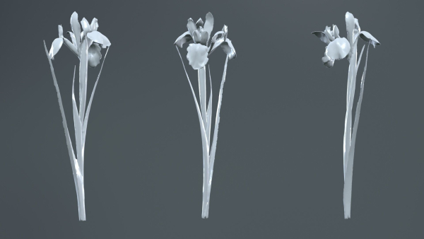 Spanish Iris Small Bulbous Rooted Iris Iris Xiphium