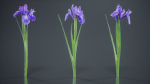 Spanish Iris Small Bulbous Rooted Iris Iris Xiphium