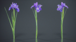 Spanish Iris Small Bulbous Rooted Iris Iris Xiphium