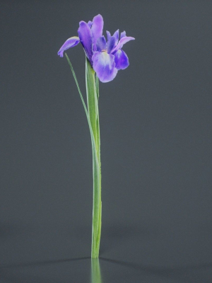 spanish-iris-small-bulbous-rooted-iris-iris-xiphium-3d-model-ffbe88738a