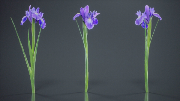Spanish Iris Small Bulbous Rooted Iris Iris Xiphium