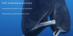 Sperm Whale