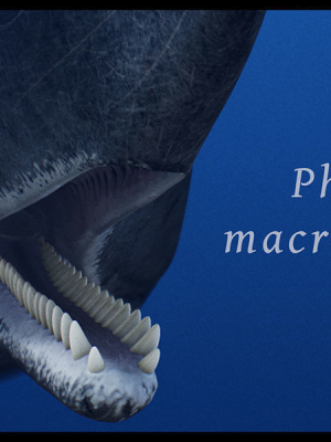 Sperm Whale