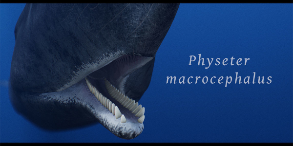 Sperm Whale