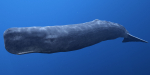 Sperm Whale