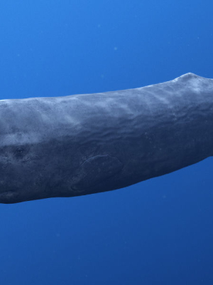 sperm-whale-3d-model-50d56a3b0e