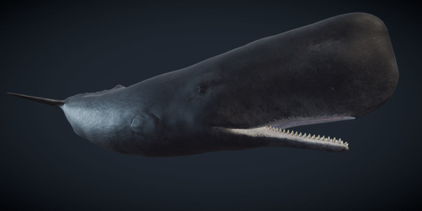 Sperm Whale