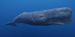 Sperm Whale
