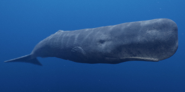Sperm Whale
