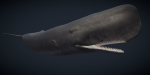 Sperm Whale