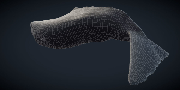Sperm Whale