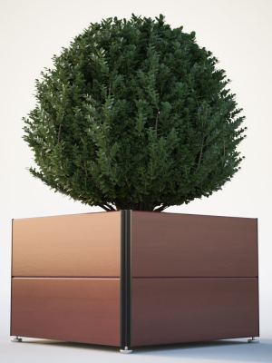 Spherical bush in a pot
