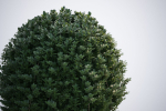 Spherical bush in a pot