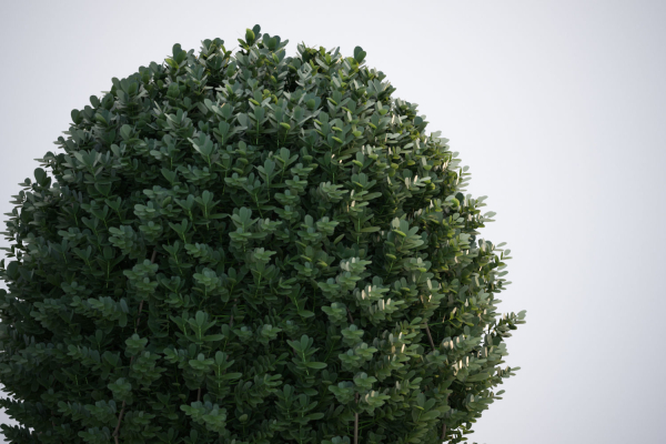 Spherical bush in a pot