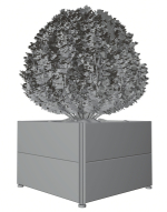 Spherical bush in a pot
